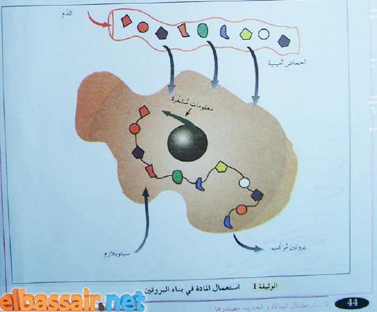 الملخص بناء الماده الحيه